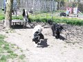 afb_20160506 (125)